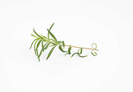 Branch of fresh rosemary on a white background.の写真素材