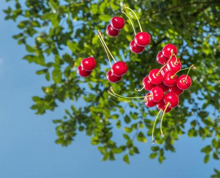 Ripe cherries on a mirror glass with a reflection of the sky.の写真素材