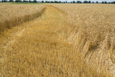 Ripe wheat field against the blue sky. Farming farm healthy food concept. Ripe ears of wheat. Harvest.の写真素材