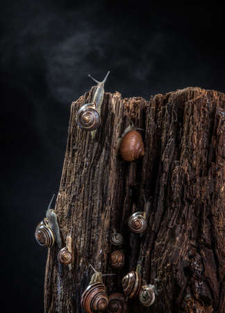 Snails with brightly colored spiral houses crawl along an old tree stump against a dark background. Selective focus. Bokeh.の写真素材