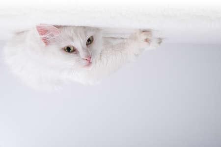 Pure white cat with turquoise blue eyes and pink defective earsの写真素材