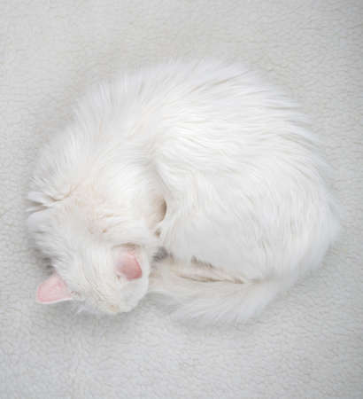 Pure white cat with turquoise blue eyes and pink defective earsの写真素材