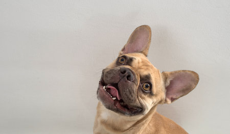 Dog french bulldog on a light background.