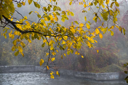 Autumn trees with yellow and red leaves in the morning fog over the water. Selective focus. Blurred background.の写真素材