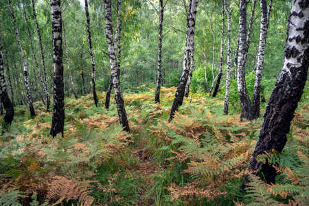 Birch forest with grass and ferns.の写真素材