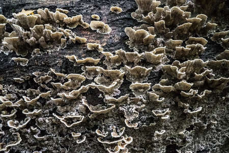Mushrooms on a dead old tree.の写真素材