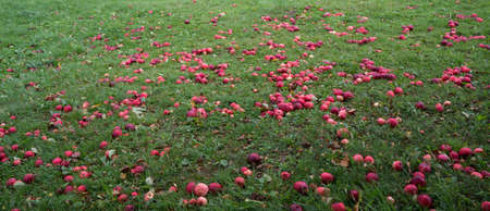 Fallen red apples in green grass. Autumn background.の写真素材