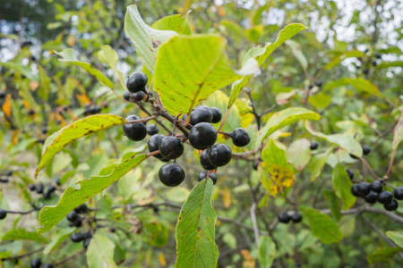Berries alder buckthorn - Frangula alnus on a branch among the leaves.