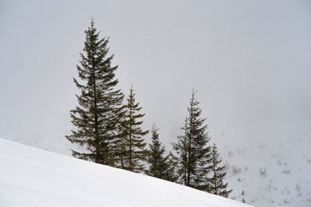 Christmas trees on a background of fog and snowy mountains. Blurred background. Selective focus.