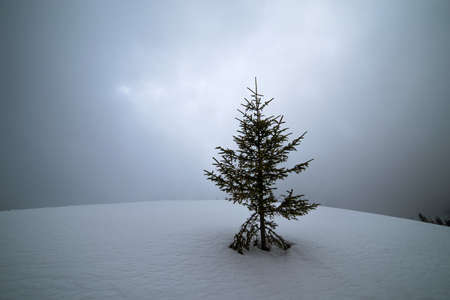 Christmas trees on a background of fog and snowy mountains. Blurred background. Selective focus.の写真素材