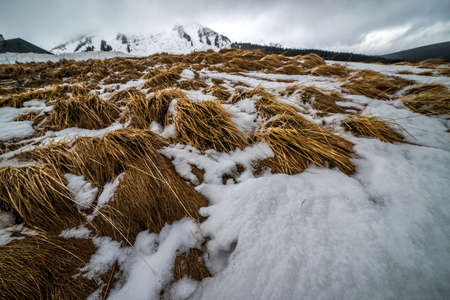 Dry last year's grass under the melting snow