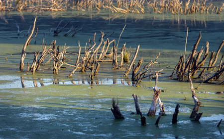 Cold frosty dawn in the swamp, the first rays of the sun. Skeletons of dead trees.
