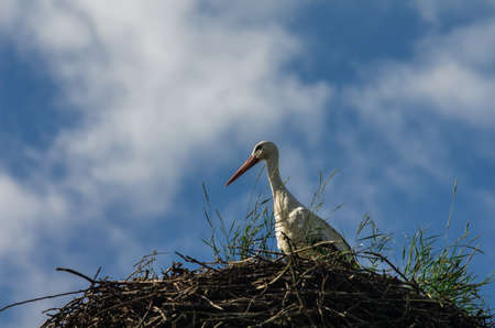 White Stork Nesting against a blue skyの写真素材