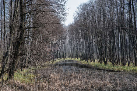 Bare trees in the spring forest.