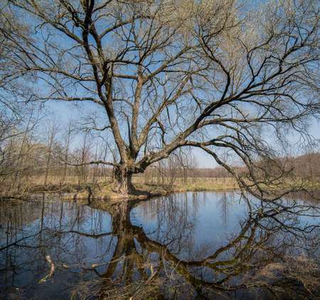 Spill in the spring forest. Bare trees without leaves on the branches. Blue sky, dry yellow last year's grass.の写真素材