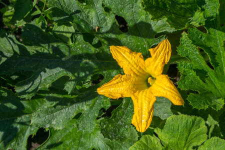 Pumpkin flower on a bush among the leaves.の写真素材