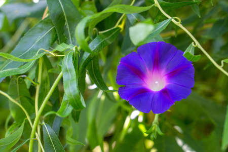 Purple bindweed flower on a branch among the leaves close-up.の写真素材