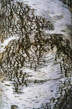 The texture of the birch bark.Natural background.の写真素材