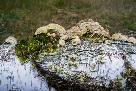 Polypore mushrooms on a dead tree trunk.の写真素材