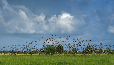 A flock of starlings flies over farmland in a high blue cloudy sky.の写真素材