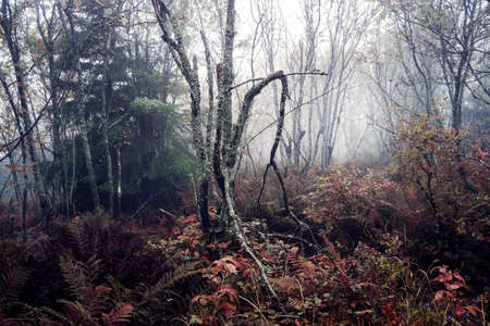 Randomly growing trees in a dark forest in the fog. selective focus.