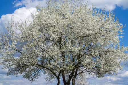 Blossoming wild cherry tree against the blue sky.