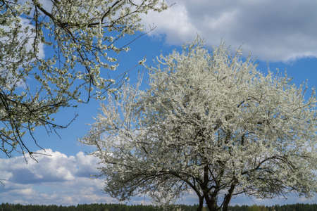 Blossoming wild cherry tree against the blue sky.