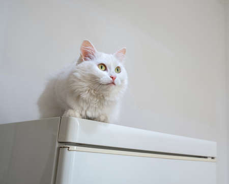 White cat on a white refrigerator on a light backgroundの写真素材