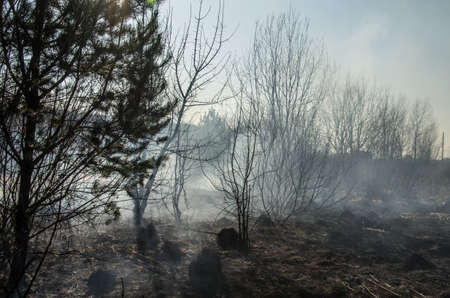 Fire and smoke during a forest fire. Bushes are burning.
