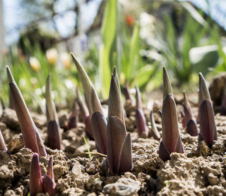 Young sharp shoots emerged from the ground in peaks of green and blue shoots. Plants in the spring garden close-up, growth, development and care.の写真素材