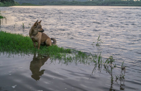 Outbred dog with sharp ears on the shore of the reservoir.の写真素材