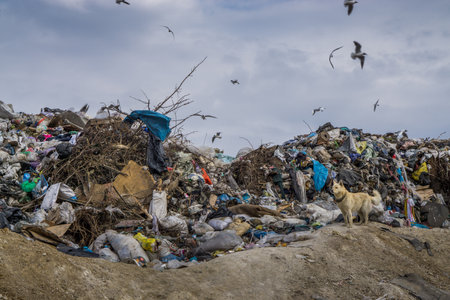 Garbage dump. Stray dog searching for food.の写真素材