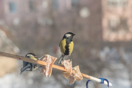 Feeding tits in winter on a bird feeder from a plastic bottle.の写真素材