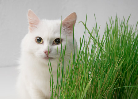 White cat in green grass. Young grass sprouts as a source of vitamins.の写真素材