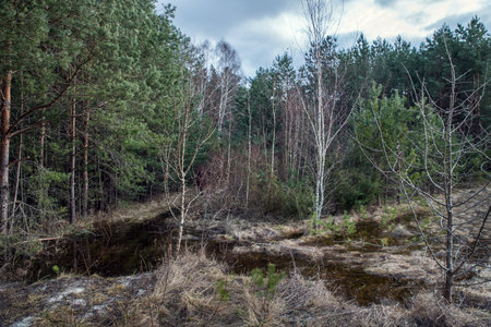 Swamp in the spring forest. Trees in the water after the snow melts.の写真素材