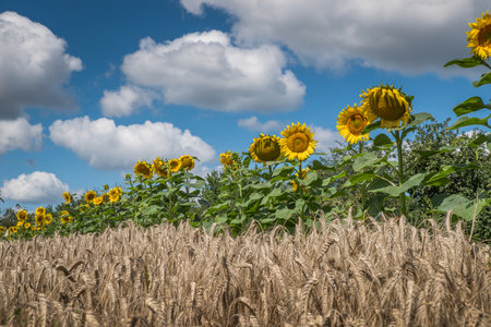 Yellow big sunflowers lined up in a row and wheat in a field against a bright summer blue sky with white clouds.の写真素材