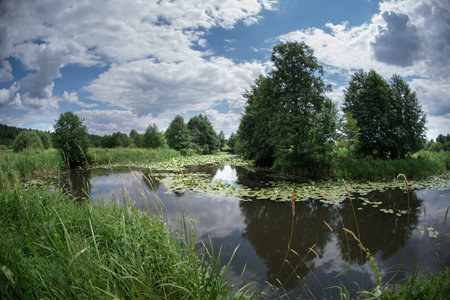 The backwater of the river overgrown with water lilies with alder trees along the banks.の写真素材