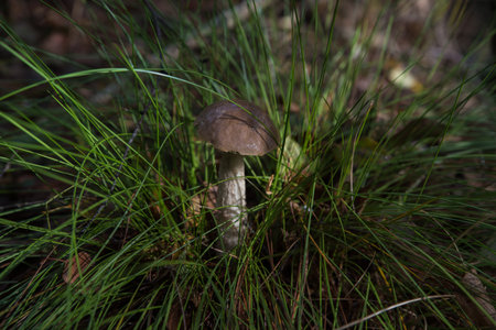 Mushroom boletus in the grass.の写真素材
