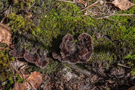 Moss on the stumps of dead treesの写真素材