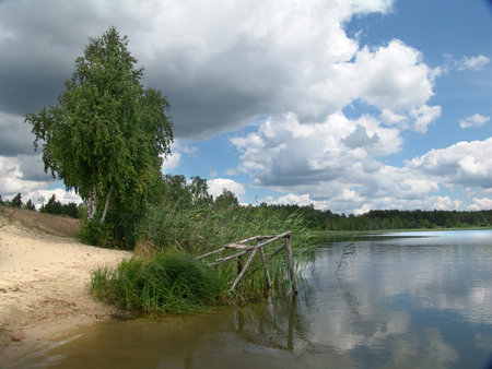 Forest lake with sandy beaches and birches on the shore.の写真素材