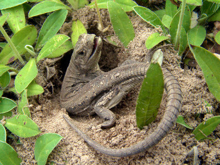 Gray lizard in the sandの写真素材