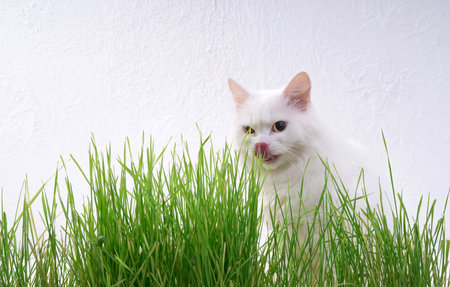 White cat in green grass. Young grass sprouts as a source of vitamins.の写真素材