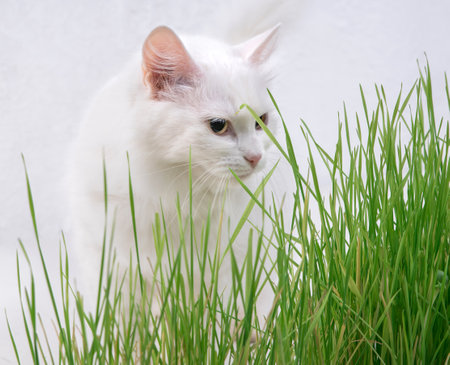 White cat in green grass. Young grass sprouts as a source of vitamins.の写真素材