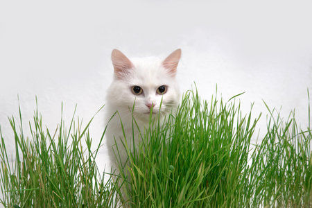 White cat in green grass. Young grass sprouts as a source of vitamins.の写真素材