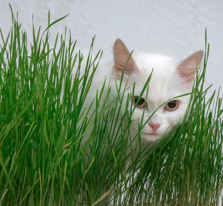 White cat in green grass. Young grass sprouts as a source of vitamins.の写真素材