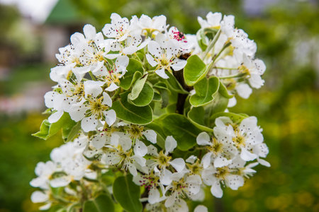 White flowers on a pear tree. Blossoming pearl. spring backgroundの写真素材