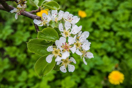 White flowers on a pear tree. Blossoming pearl. spring backgroundの写真素材