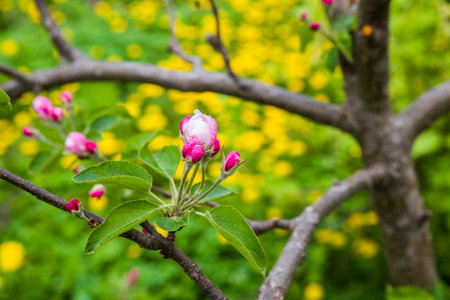 The apple tree is blooming. Spring gently pink flowers of an apple-tree.の写真素材