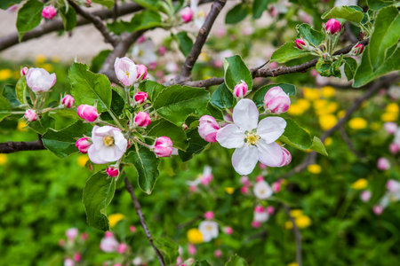 The apple tree is blooming. Spring gently pink flowers of an apple-tree.の写真素材
