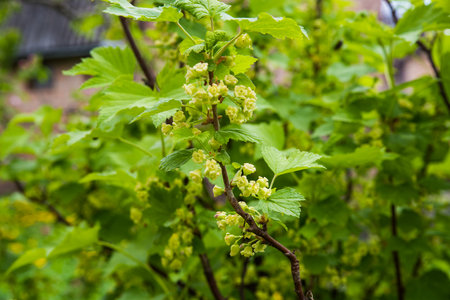 Close-up of spring flowering currant, selective focus on a blurred background.の写真素材